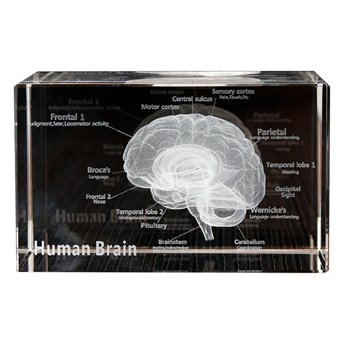 NEW Crystal 3D Brain Anatomica - Art And Craft Science recensie en prijs