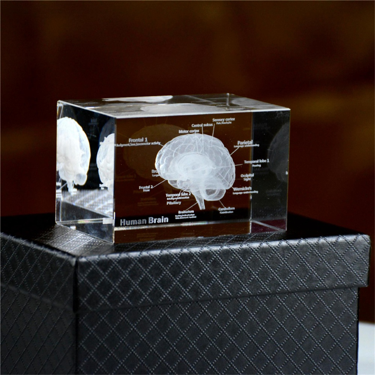 NEW Crystal 3D Brain Anatomica - Art And Craft Science recensie en prijs