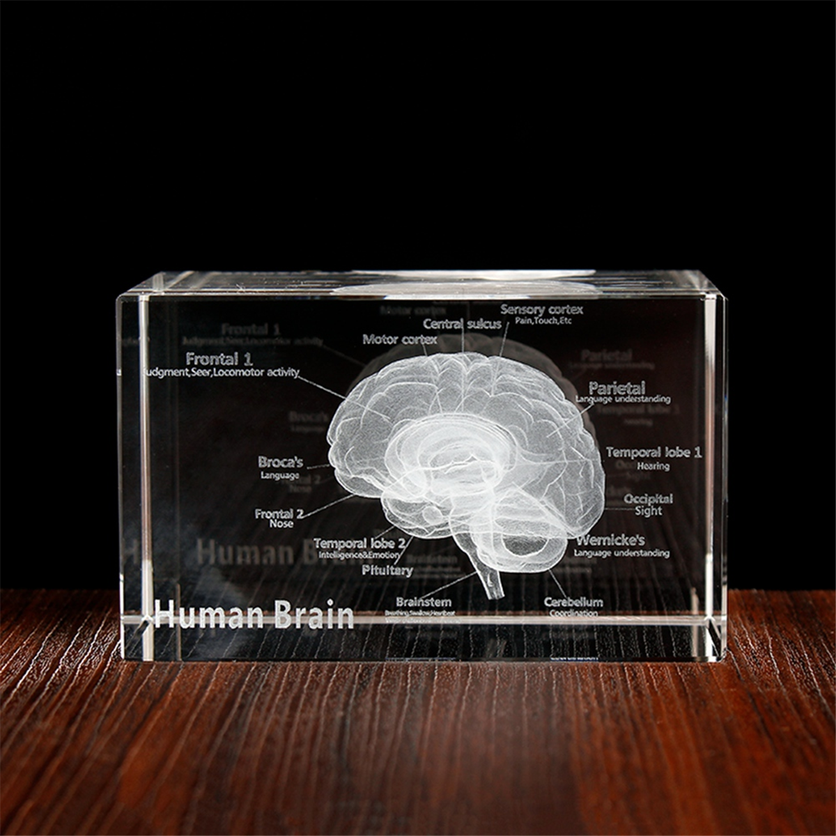 NEW Crystal 3D Brain Anatomica - Art And Craft Science recensie en prijs