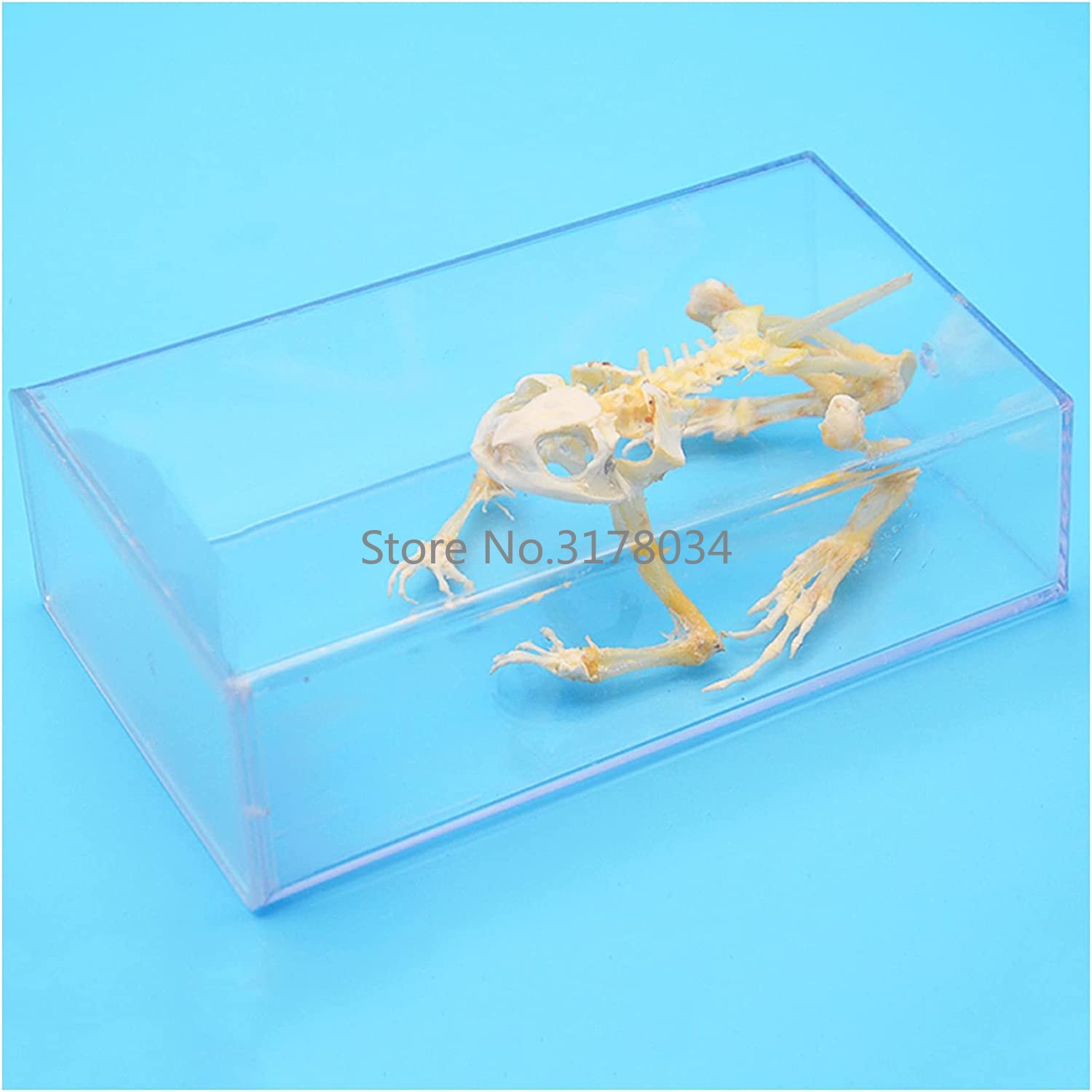 Animal Skeleton Model Frog Bon - Art And Craft Science recensie en prijs