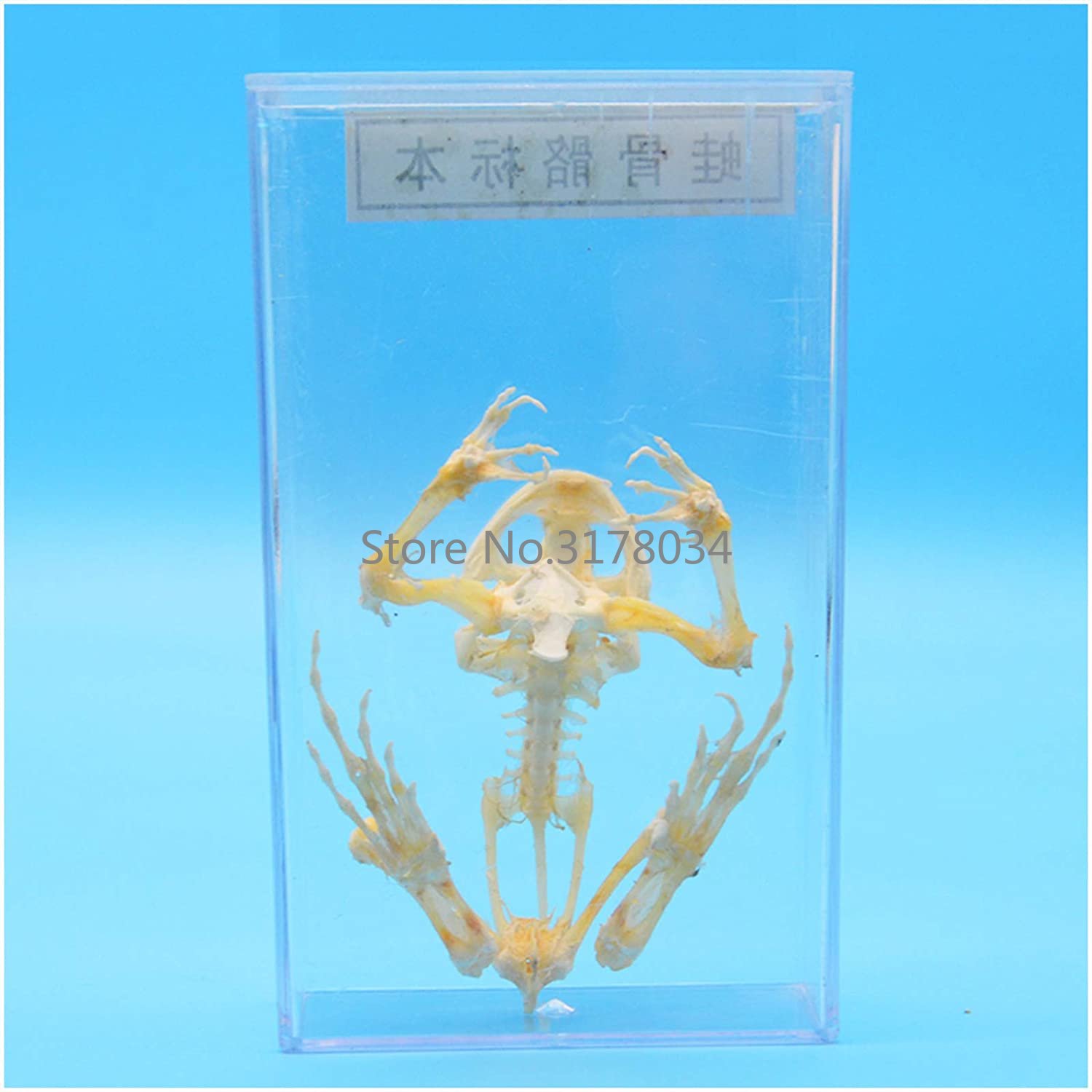 Animal Skeleton Model Frog Bon - Art And Craft Science recensie en prijs