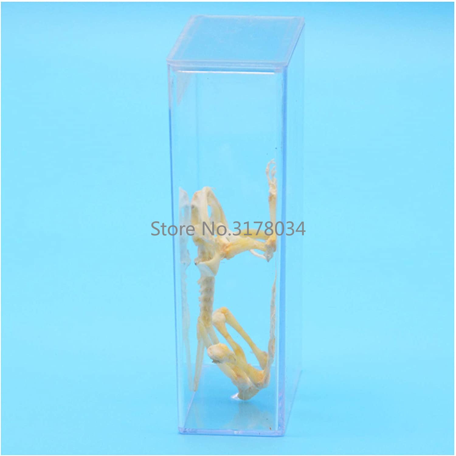 Animal Skeleton Model Frog Bon - Art And Craft Science recensie en prijs