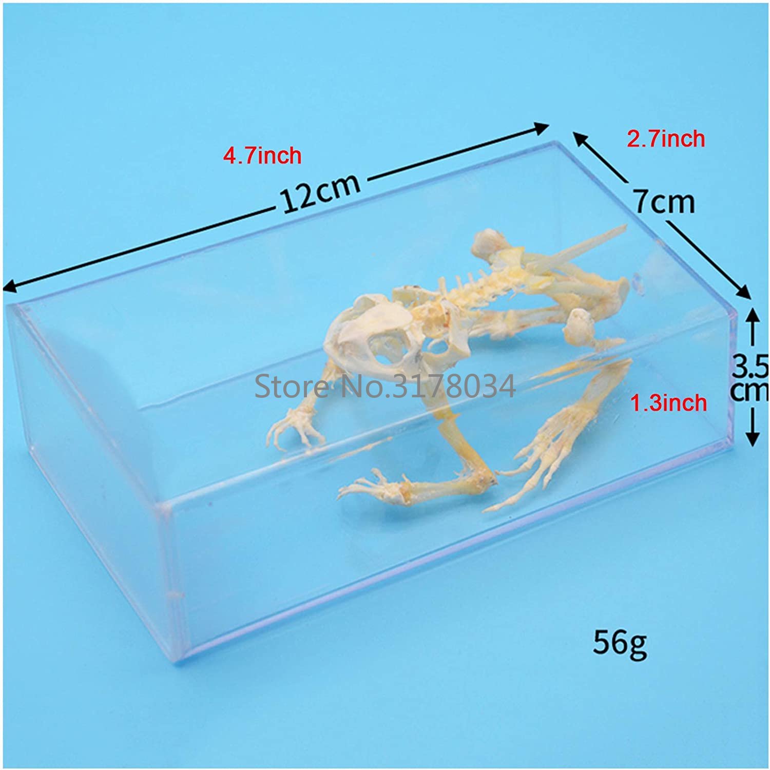 Animal Skeleton Model Frog Bon - Art And Craft Science recensie en prijs