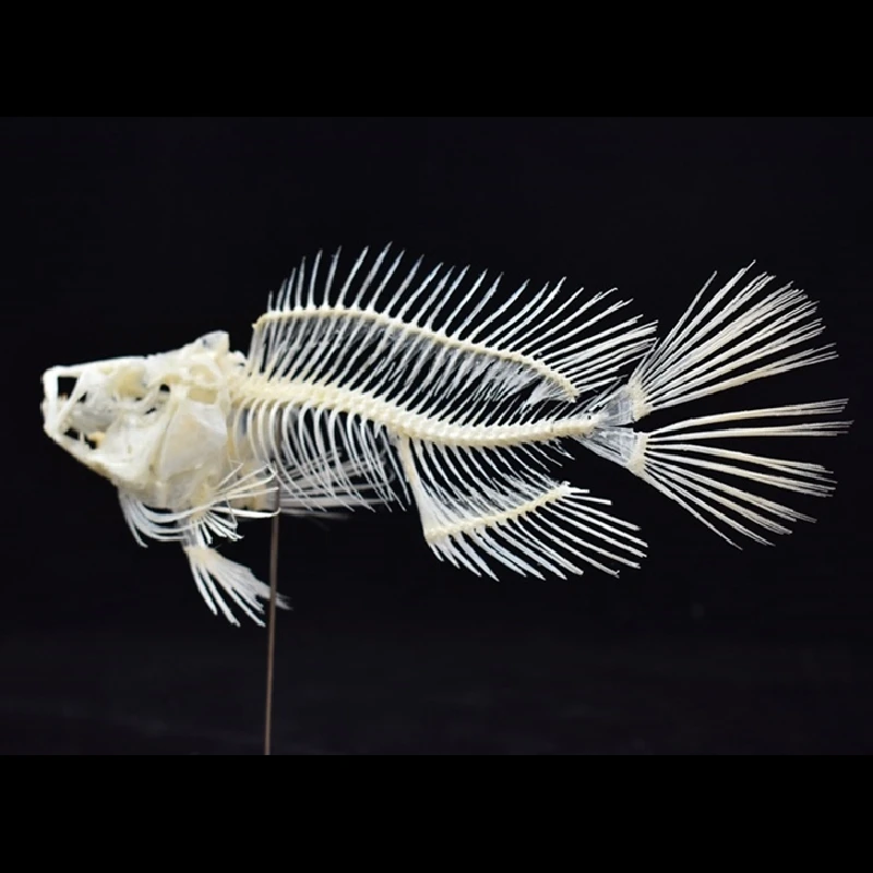 2043 Boutique Grouper Fish Ske - Art And Craft Science recensie en prijs