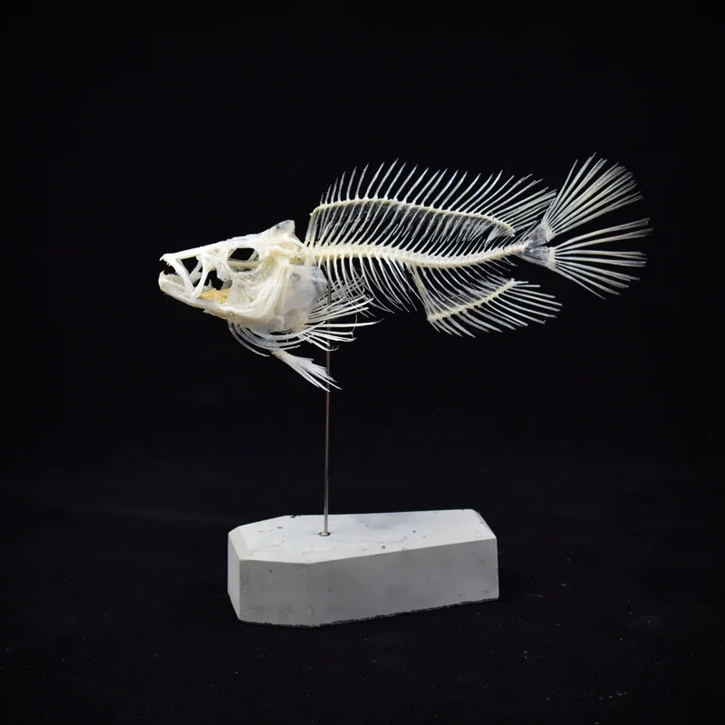 2043 Boutique Grouper Fish Ske - Art And Craft Science recensie en prijs