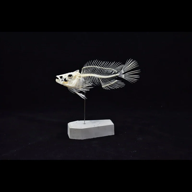 2043 Boutique Grouper Fish Ske - Art And Craft Science recensie en prijs