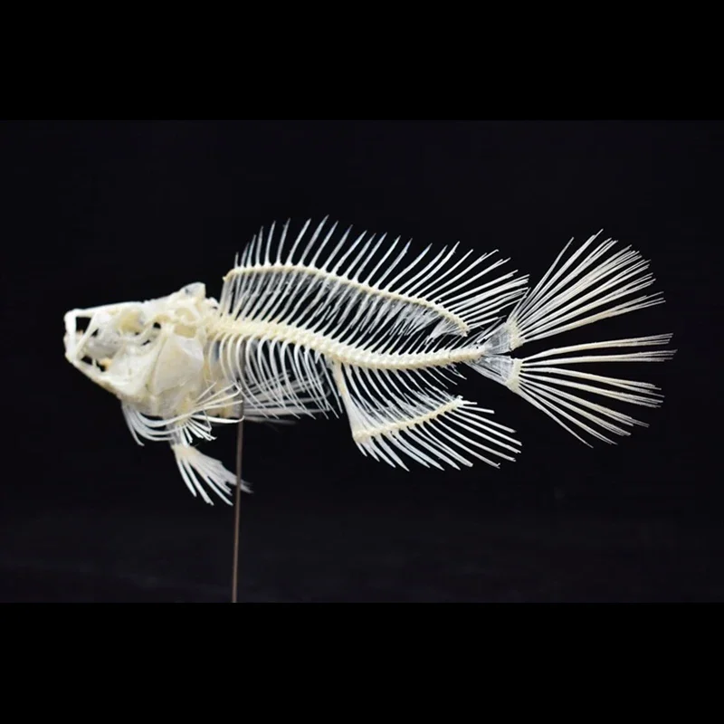 2043 Boutique Grouper Fish Ske - Art And Craft Science recensie en prijs