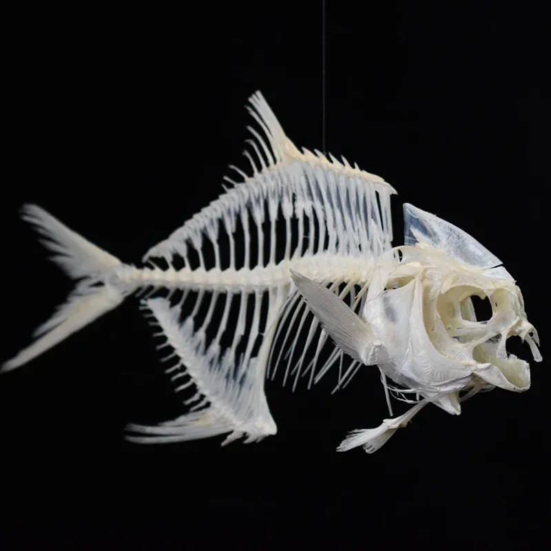 2021 Golden Pomfret Fish Skele - Art And Craft Science recensie en prijs