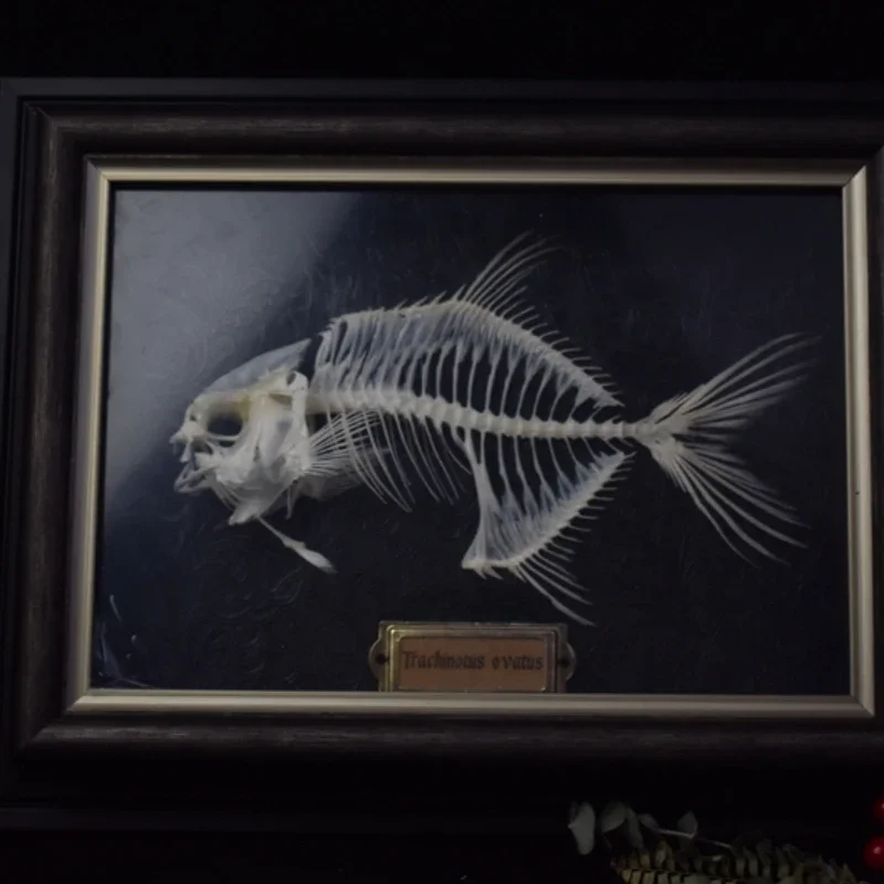2021 Golden Pomfret Fish Skele - Art And Craft Science recensie en prijs