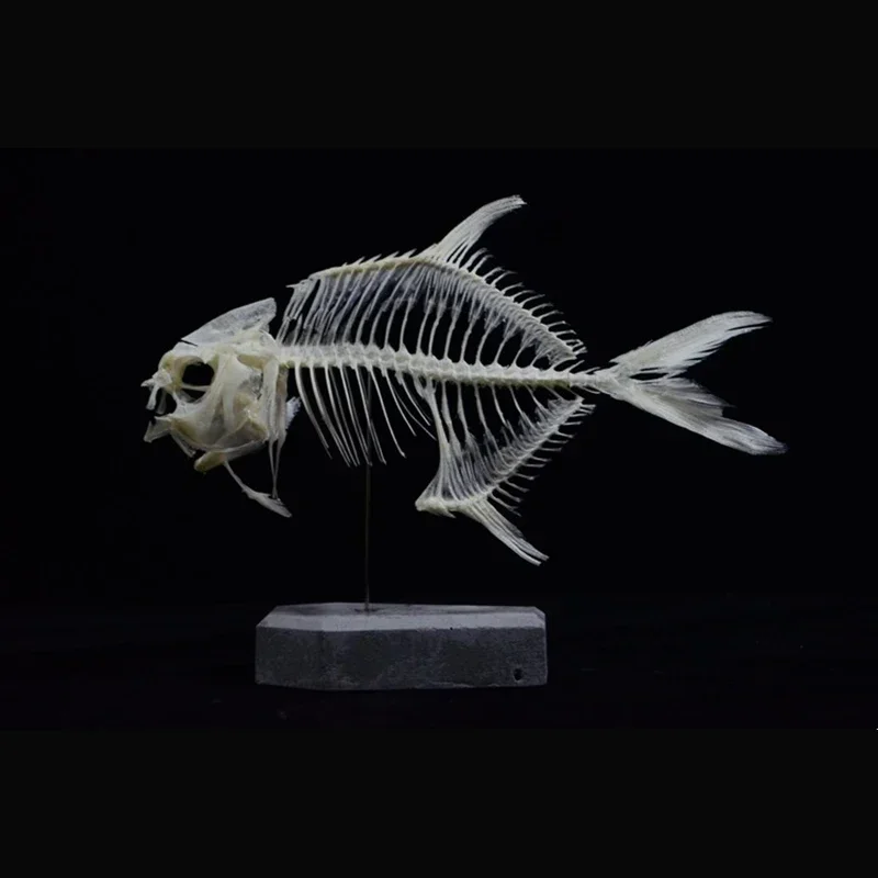 2021 Golden Pomfret Fish Skele - Art And Craft Science recensie en prijs