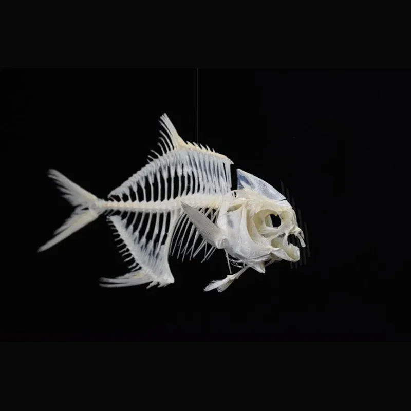 2021 Golden Pomfret Fish Skele - Art And Craft Science recensie en prijs