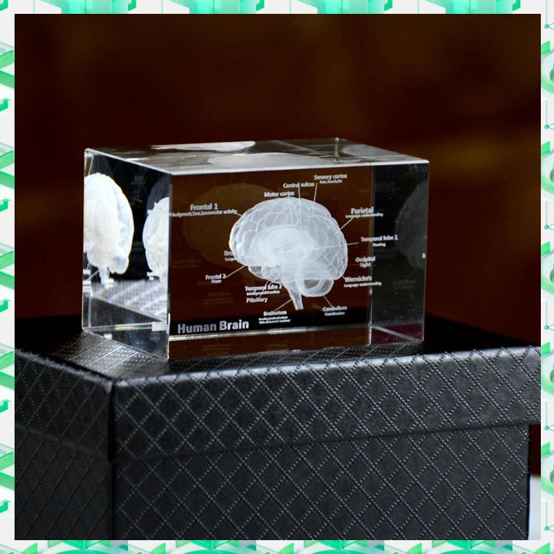 FIZP Crystal 3D Brain Anatomic - Art And Craft Science recensie en prijs