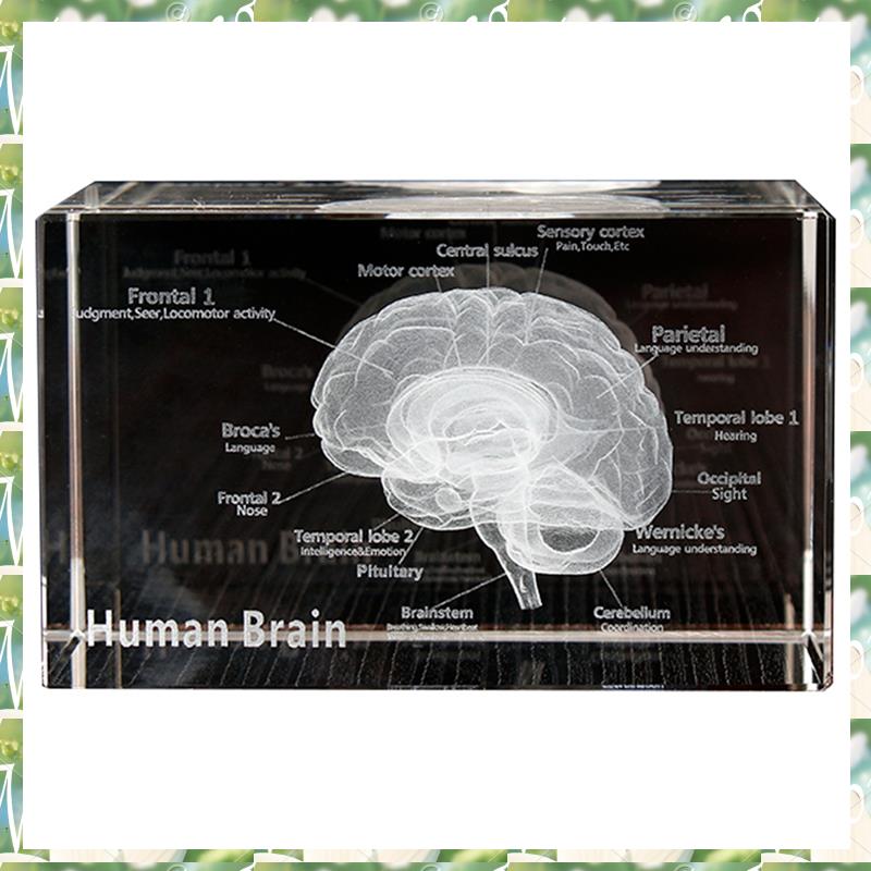 FIZP Crystal 3D Brain Anatomic - Art And Craft Science recensie en prijs