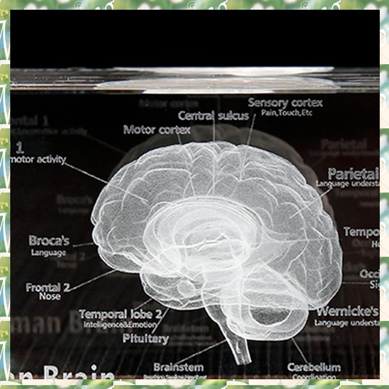 FIZP Crystal 3D Brain Anatomic - Art And Craft Science recensie en prijs