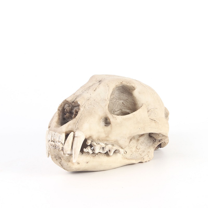 Leopard Skull Model Resin Craf - Art And Craft Science recensie en prijs