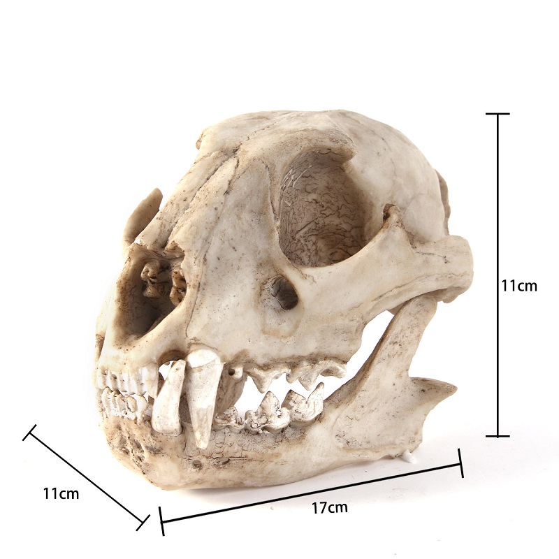 Leopard Skull Model Resin Craf - Art And Craft Science recensie en prijs