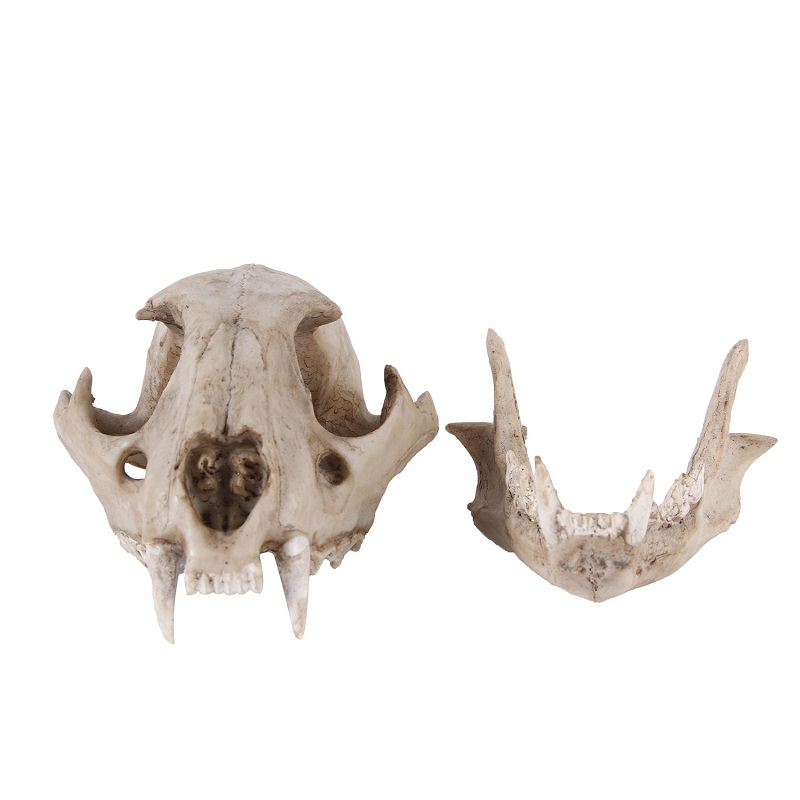 Leopard Skull Model Resin Craf - Art And Craft Science recensie en prijs