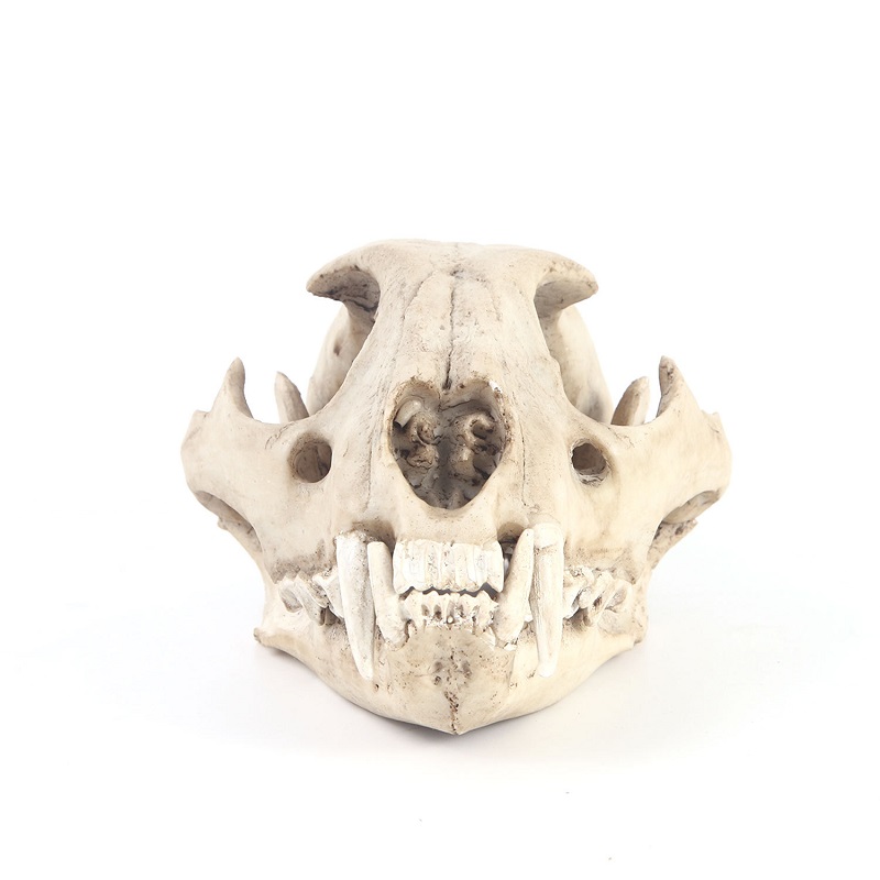 Leopard Skull Model Resin Craf - Art And Craft Science recensie en prijs