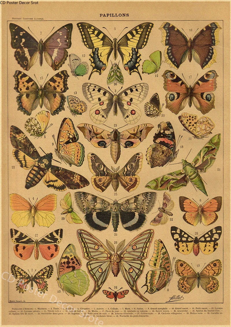 Butterfly Insect Flower Mushro - Art Craft Butterfly recensie en prijs