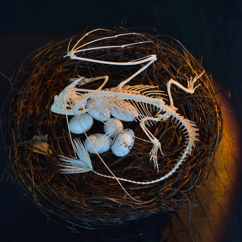 2125 Toothless Dragon Skeleton - Art And Craft Science recensie en prijs