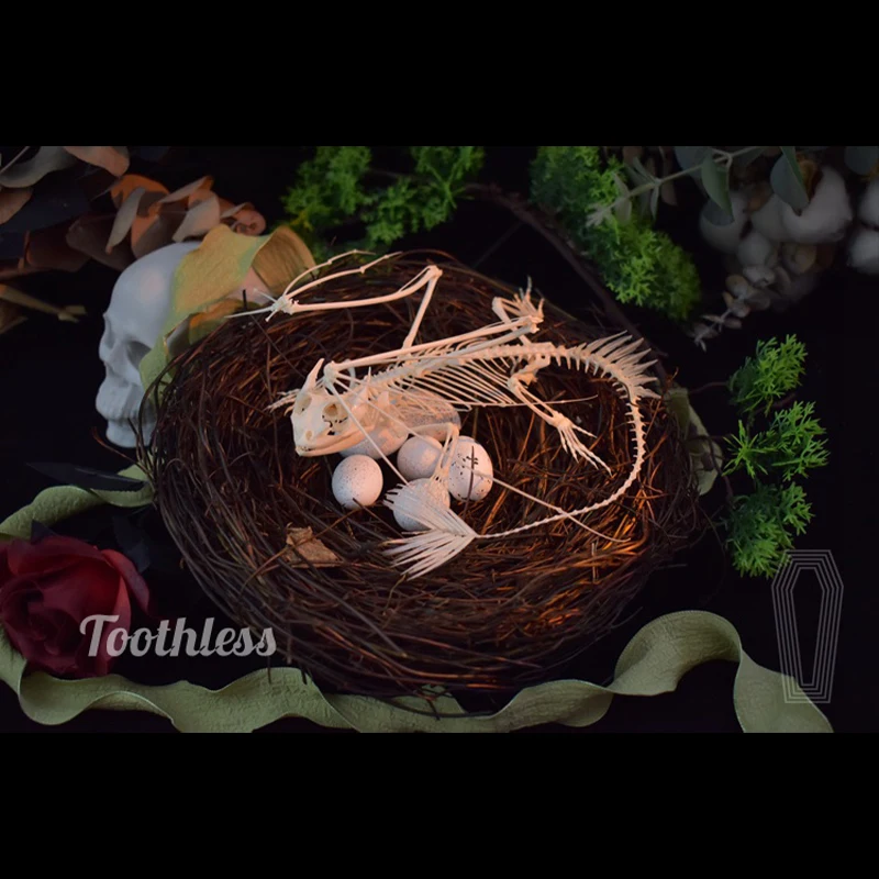 2125 Toothless Dragon Skeleton - Art And Craft Science recensie en prijs