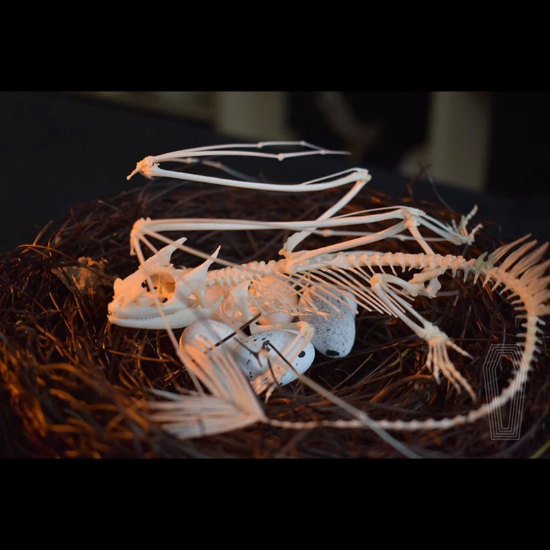 2125 Toothless Dragon Skeleton - Art And Craft Science recensie en prijs
